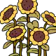 Sunflower full